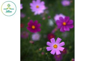 nature-plant-field-meadow-cosmos-flower