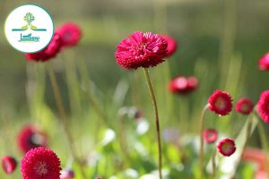 nature-plant-field-meadow-flower-petal-