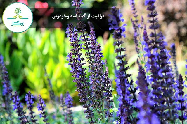 اسطوخودوس