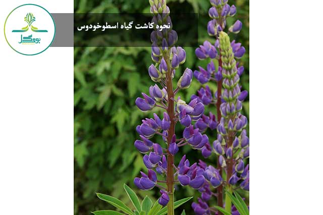 گیاه اسطوخودوس