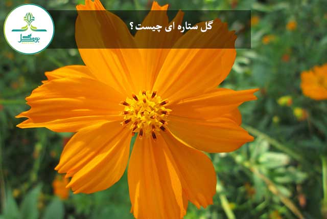 plant-field-meadow-prairie-flower-petal-