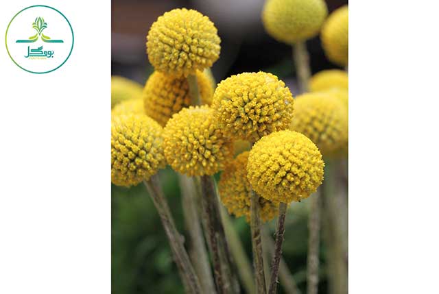 plant-flower-floral-botany-yellow