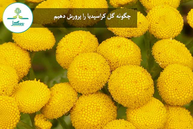 "چگونه