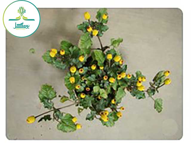  spilanthes