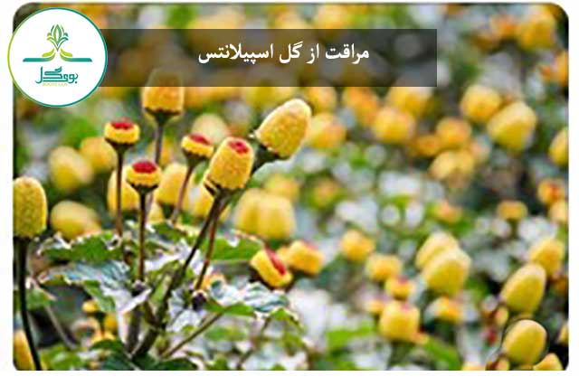 مراقت از گل اسپیلانتس
