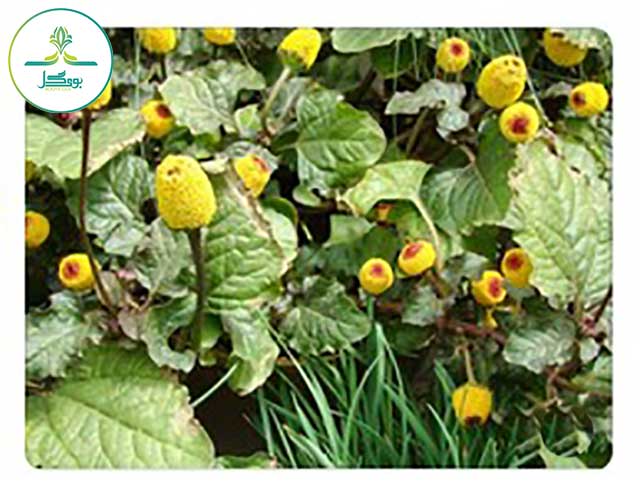  spilanthes