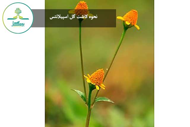 نحوه کاشت گل اسپیلانتس