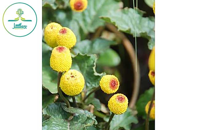  spilanthes