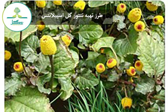  spilanthes