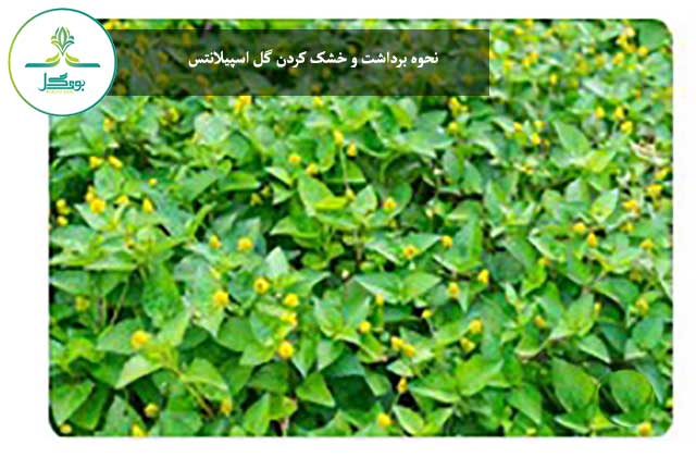spilanthes-