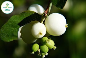 گیاه مروارید