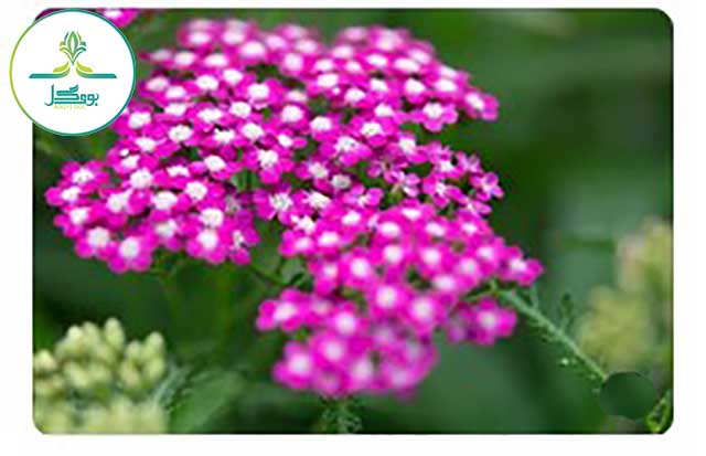 yarrow-flower