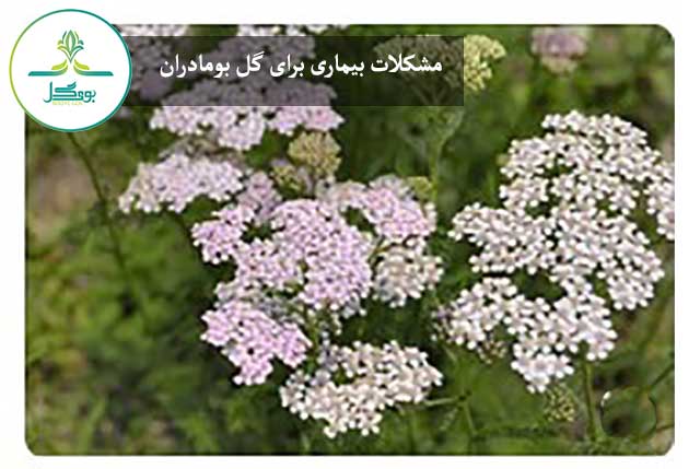 گل بومادران