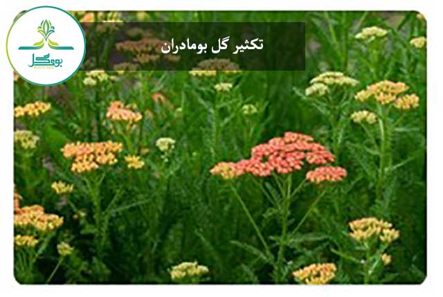yarrow-flower