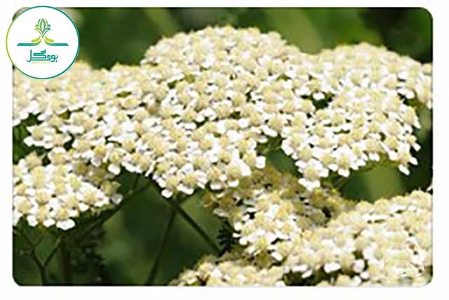 yarrow-flower