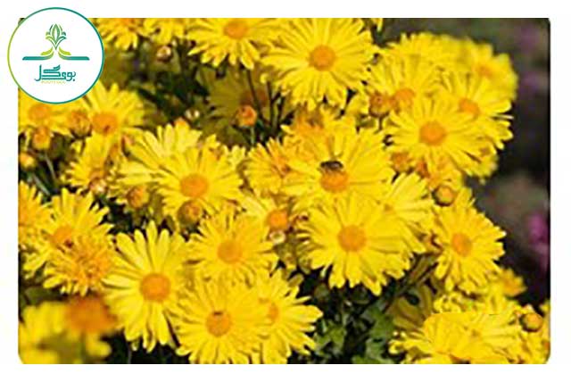 min chrysanthemum