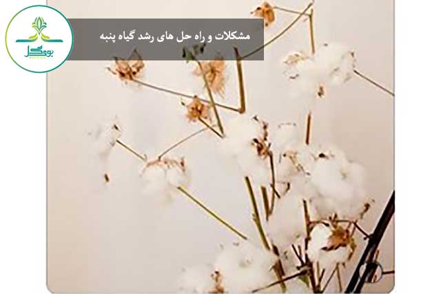 گل پنبه