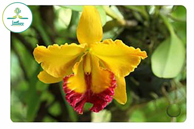 Cattleya-Orchids