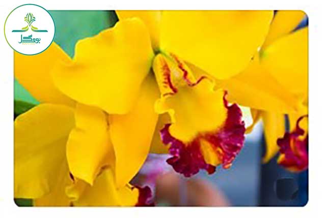 Cattleya-Orchids-