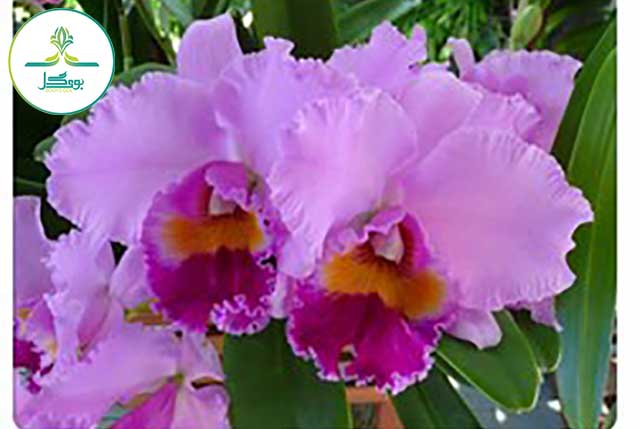 Cattleya-Orchids flower