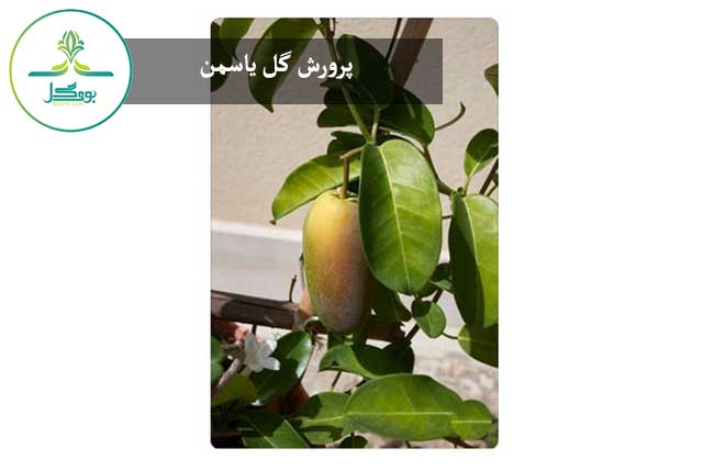 پرورش گل یاسمن