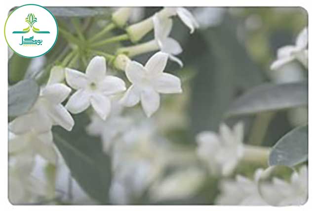  whit Stephanotis-floribunda-flower 