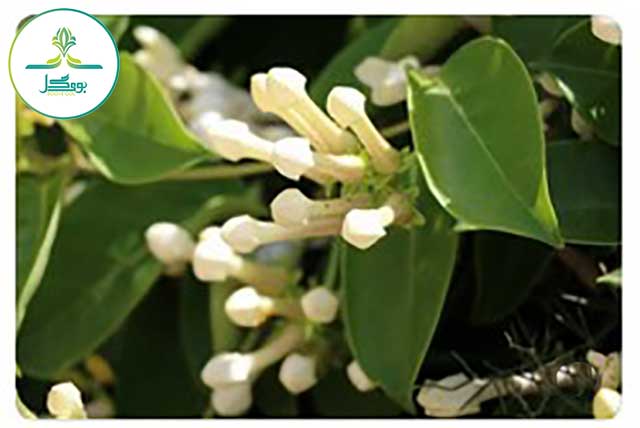 Stephanotis-floribunda-flower