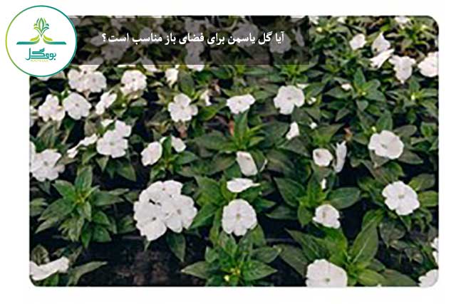 گل یاسمن در فضای باز