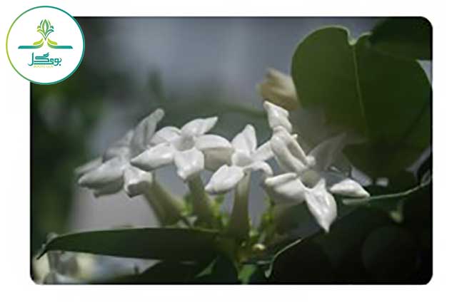 Stephanotis-floribunda-flower-