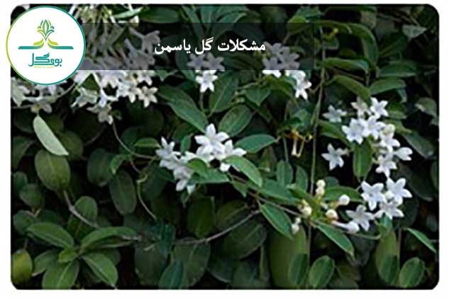 گل یاسمن