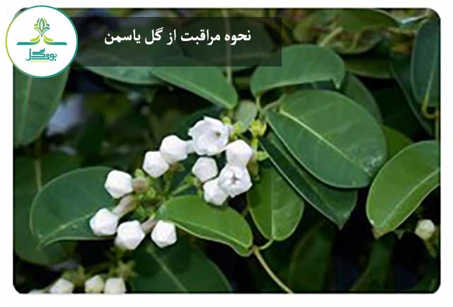  Stephanotis-floribunda-flower