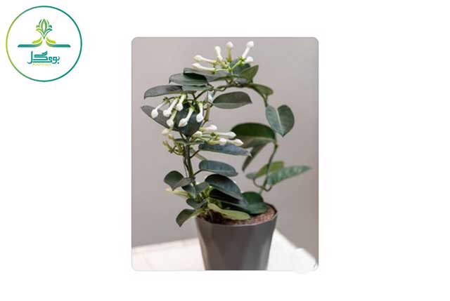 Stephanotis-floribunda-flower-