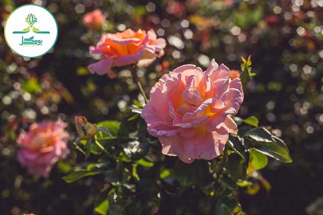 flower-flowers-rose-spring-perennial-pink-