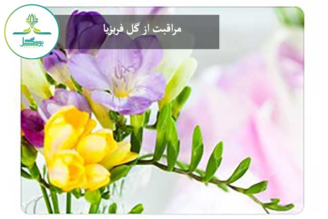  freesia-flower