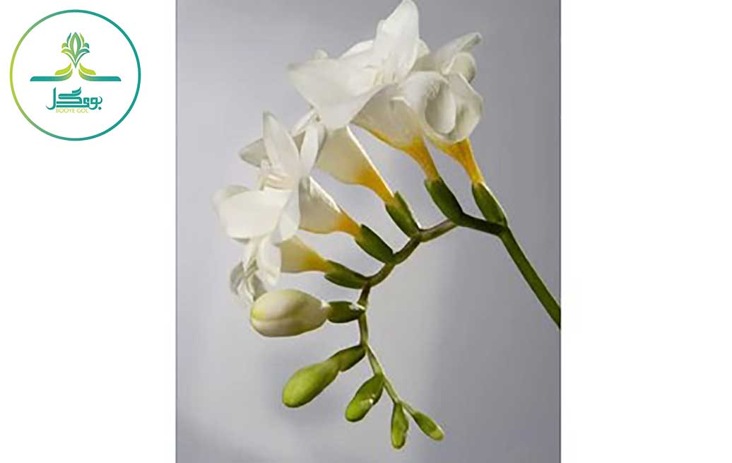  freesia-flower-