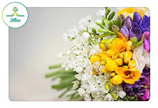 freesia-flower