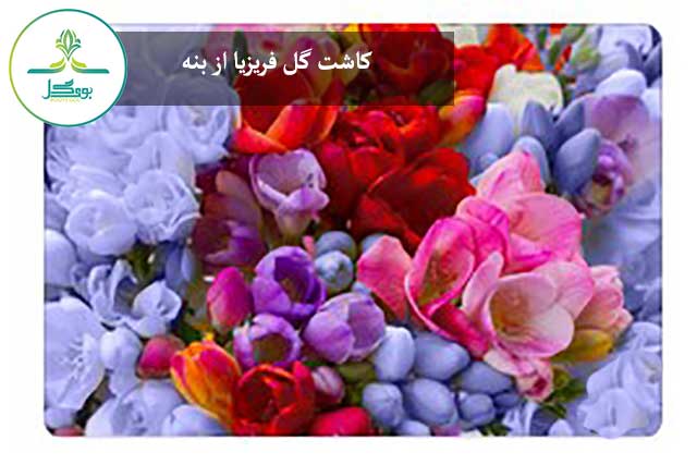 کاشت گل فریزیا از بنه