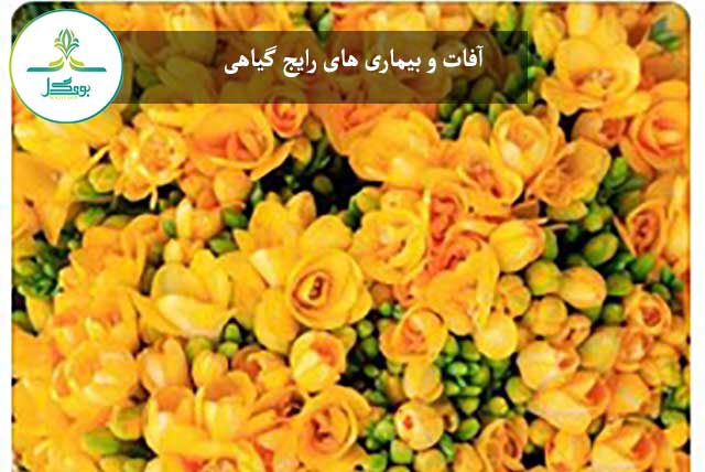  freesia-flower-