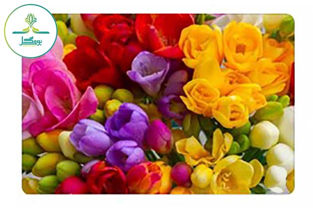 freesia-flower