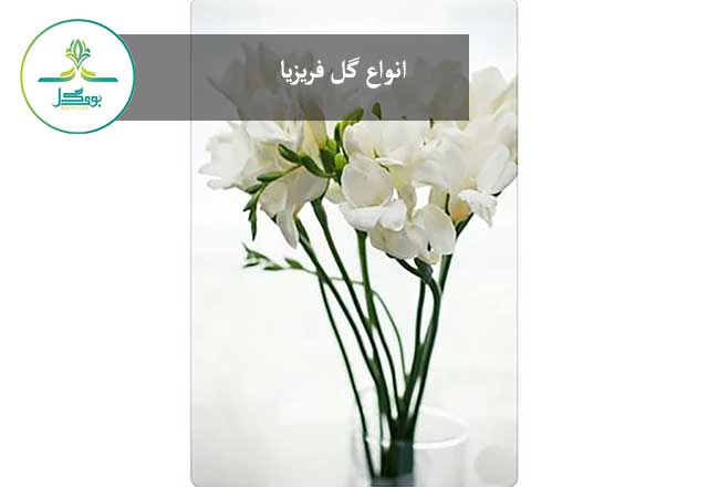 freesia-flower