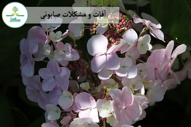  nature-blossom-plant-flower-petal-bloom-