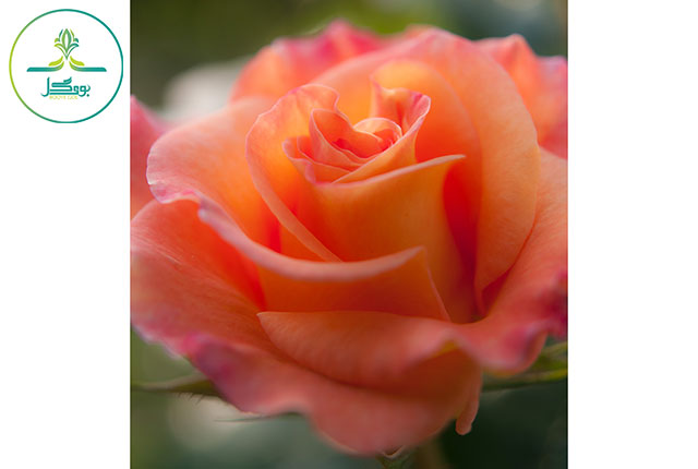  plant-sunshine-flower-petal-rose-orange