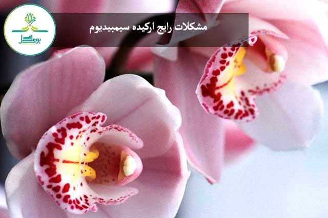 blossom-plant-flower-petal-pink-orchid
