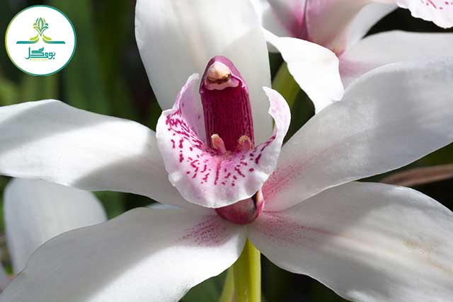 blossom-plant-white-flower-petal-bloom
