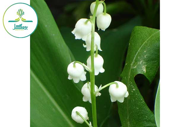 گل موگه