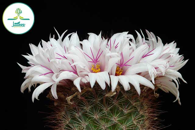 cactus-plant-white-flower-purple
