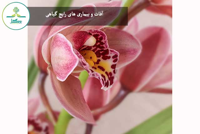 cymbidium-flower-plant-petal-terrestrial-plant-pink