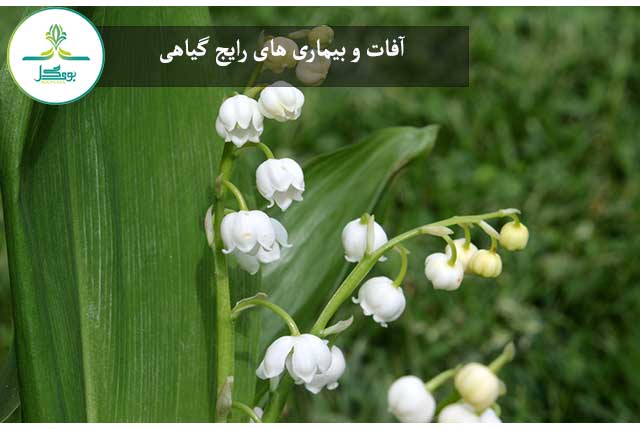 Lily of the valley