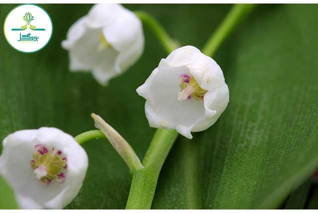nature-blossom-plant-sweet-flower-petal