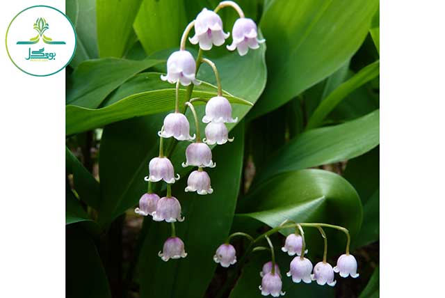 Lily of the valley